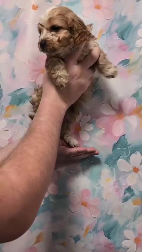 Cockapoo dogs for sale: Adorable Cockapoos  in Macclesfield - Video 1