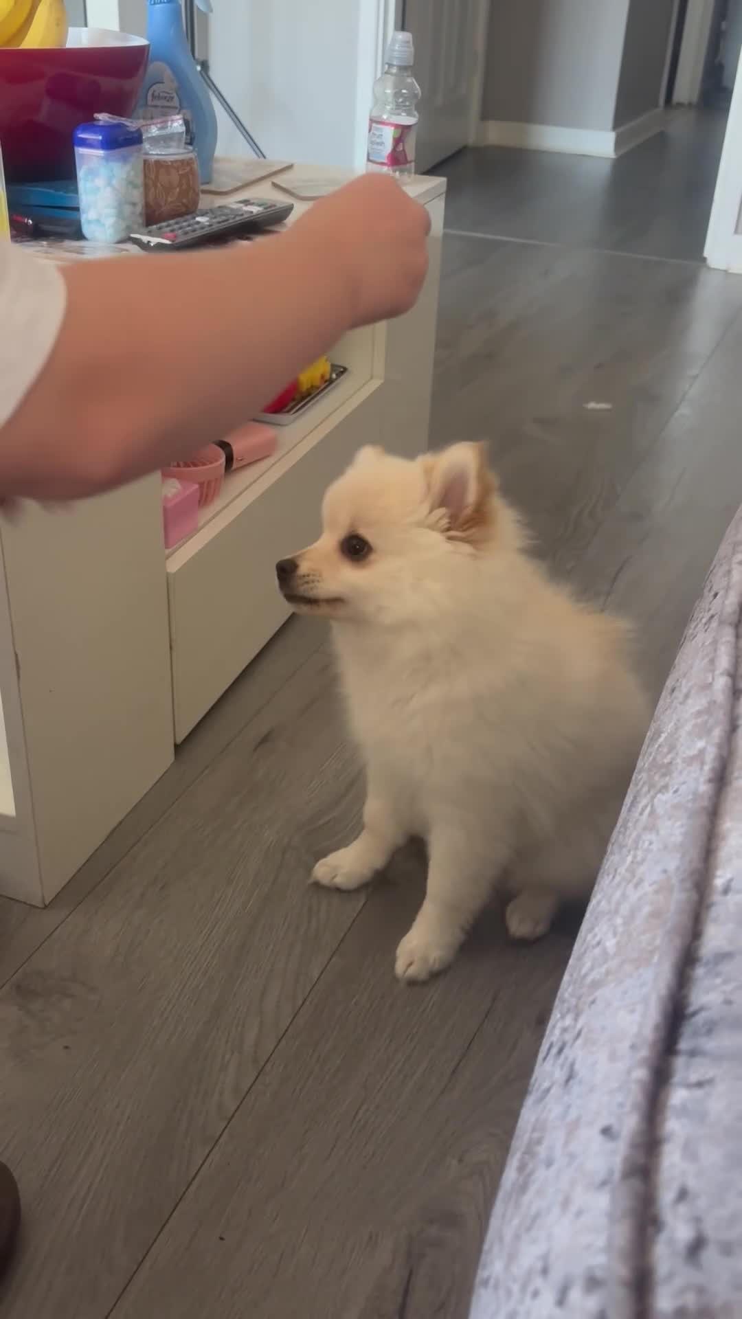 Pomeranian dogs for sale: For sale  - Video 1