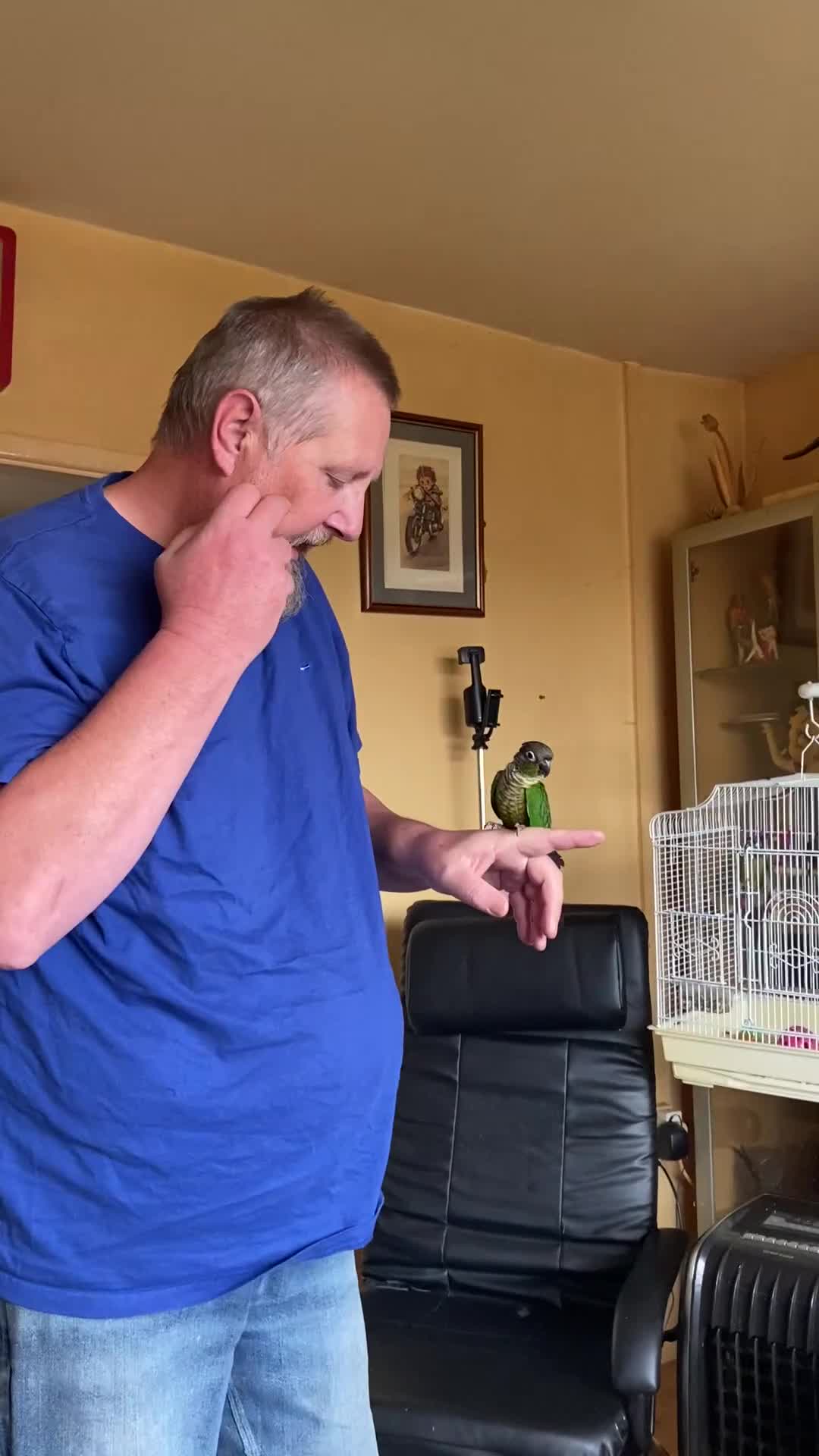 Conures birds for sale: Baby silly tame green cheek conures  - Video 1