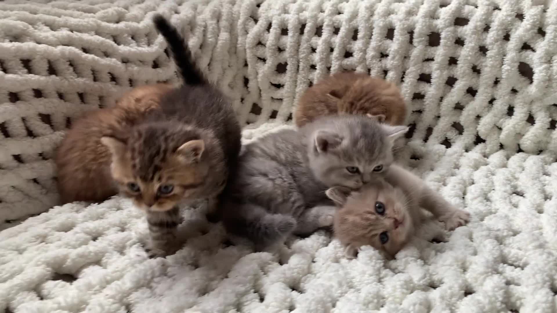 British Shorthair cats for sale: 🤍 TICA pedigree tabby British shorthairs golden - Video 5