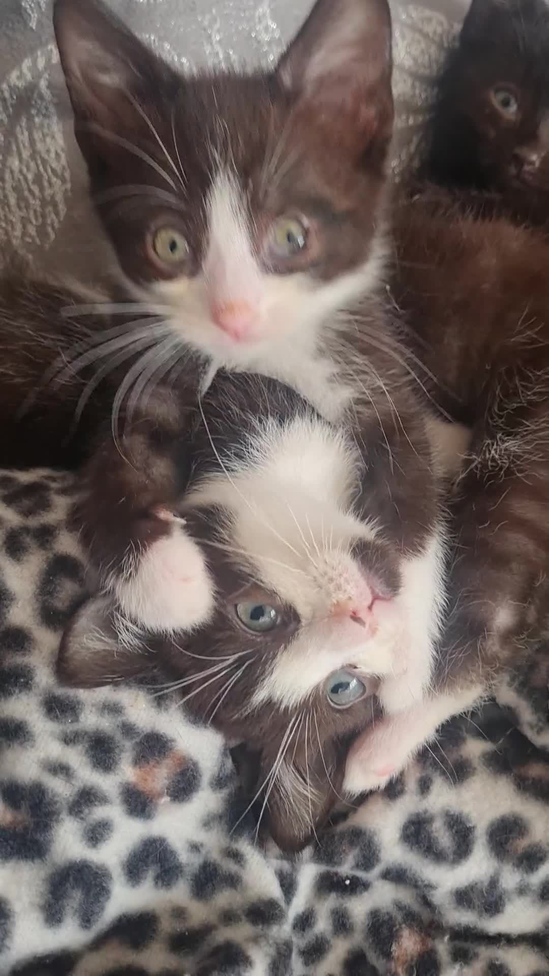 Mixed Breed cats for sale: 1 male 1 female black and white kittens - Video 1