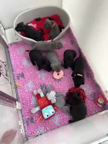 Staffordshire Bull Terrier dogs for sale: KC REGISTERED 3 BLACK BOYS 1 GIRL - Video 2