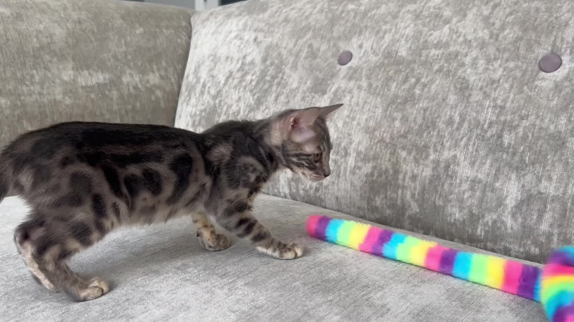 Bengal cats for sale: Adorable Female Blue Bengal Kitten TICA REG - Video 1
