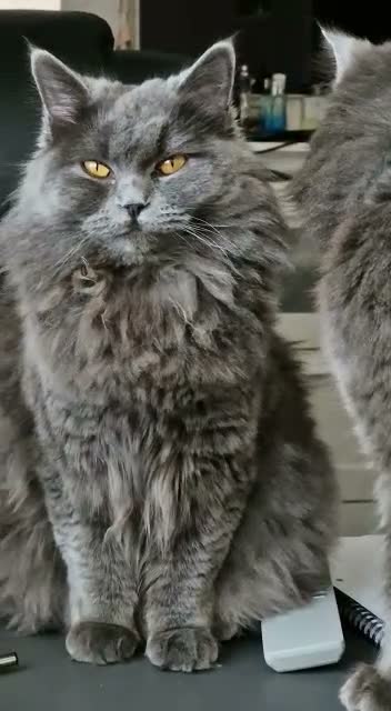 British Longhair cats for sale: Adorable British Blue longhair kittens - Video 3