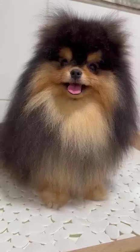 Pomeranian dogs for sale: Tiny Black and Tan Pomeranian Boy - Video 1