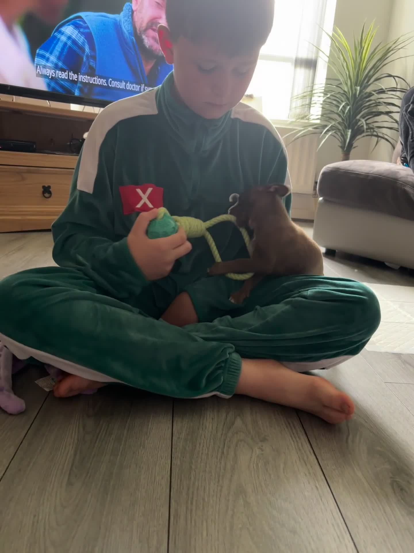 Chihuahua dogs for sale: Chocolate Male, Green eyes, KC registered💚 - Video 2