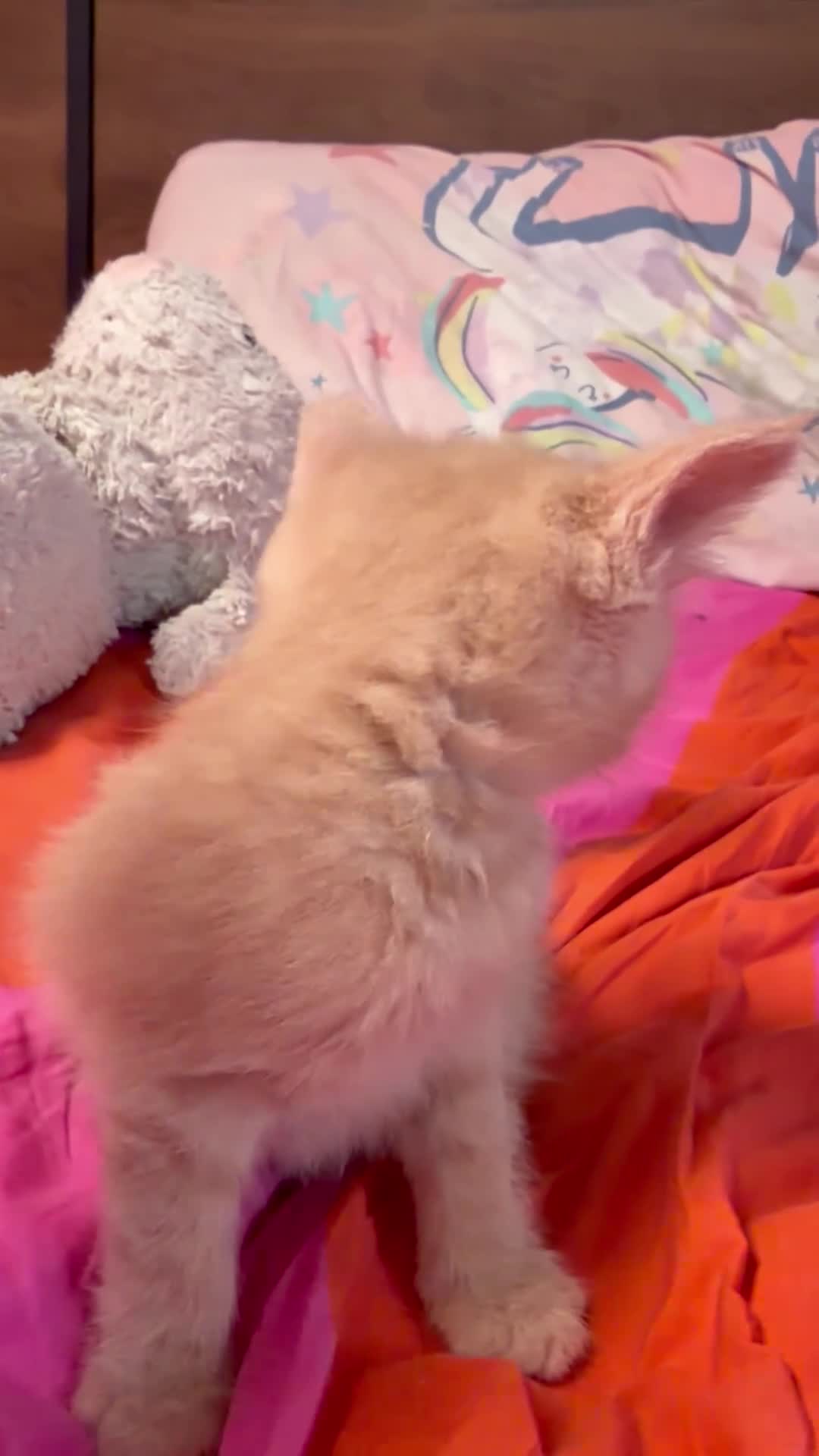 Maine Coon cats for sale: Gorgeous XL Russian Maine Coon X GCCF BSH kittens - Video 1