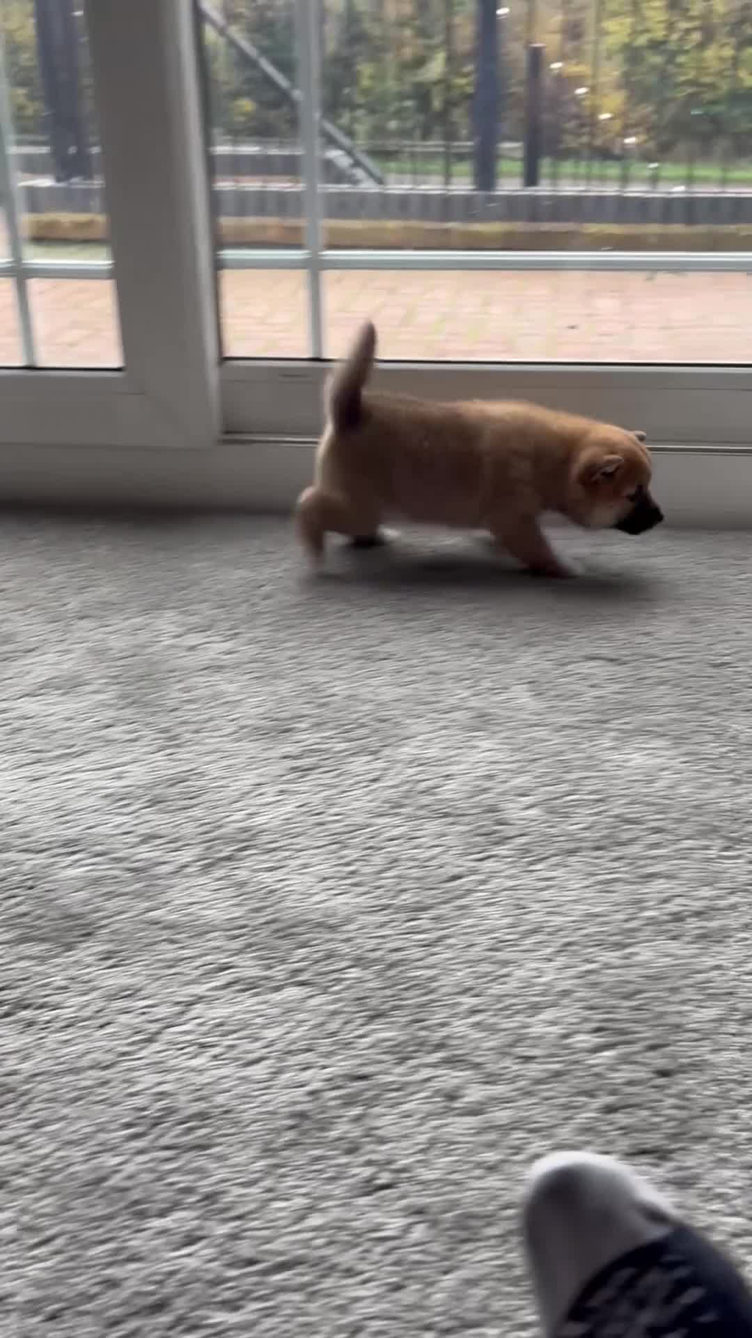 Japanese Shiba Inu dogs for sale: Health Tested Japanese Shiba Inu Puppies  - Video 2