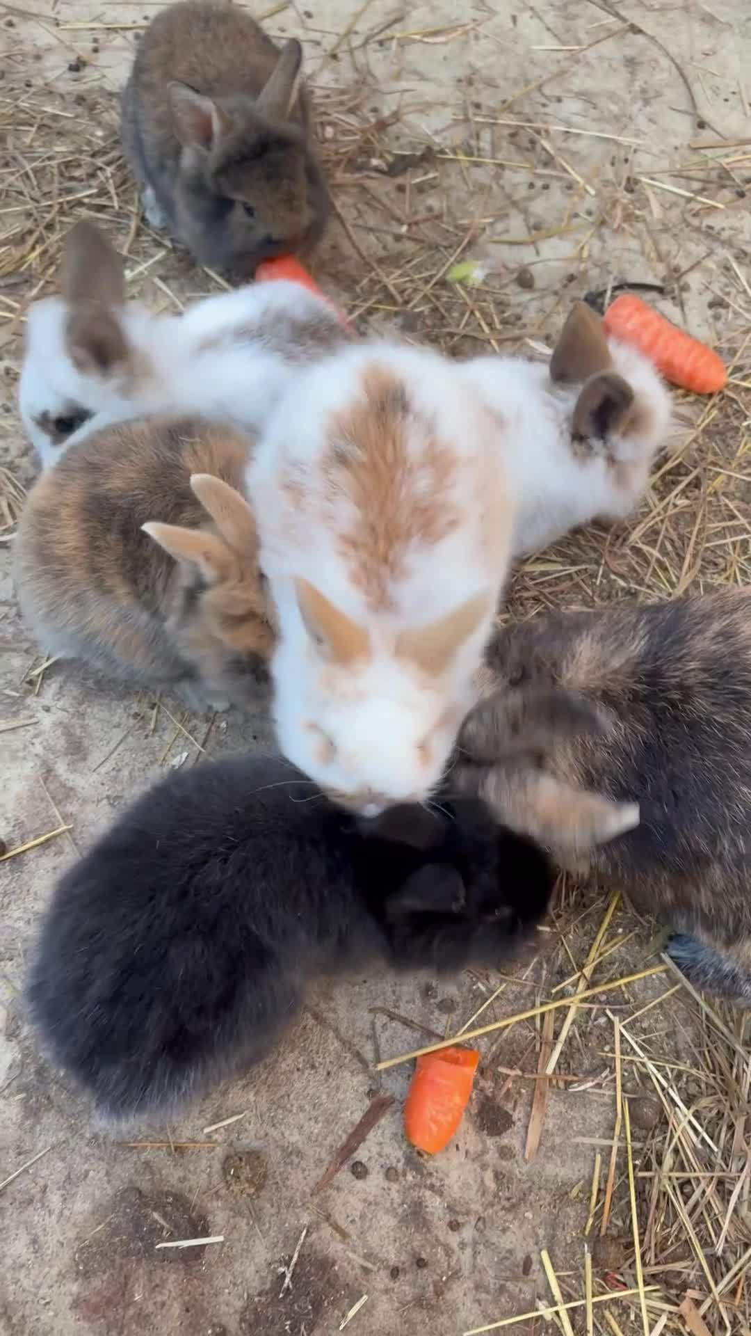 Lionhead rabbits for sale: Rabbits for sale  - Video 1