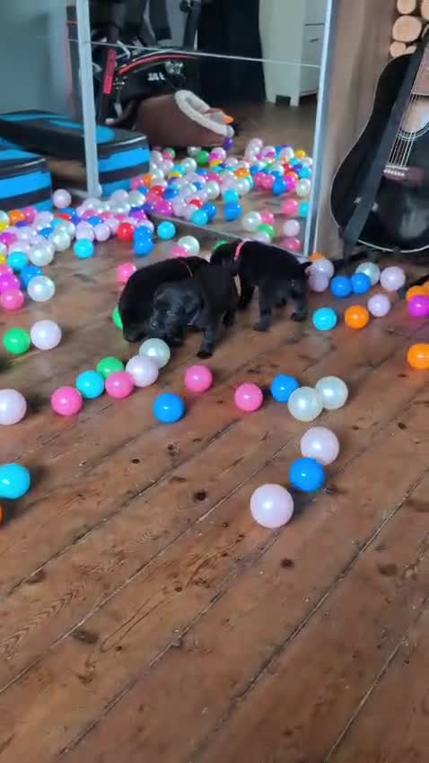 Labrador Retriever dogs for sale: Stunning labrador puppies from good working lines - Video 4