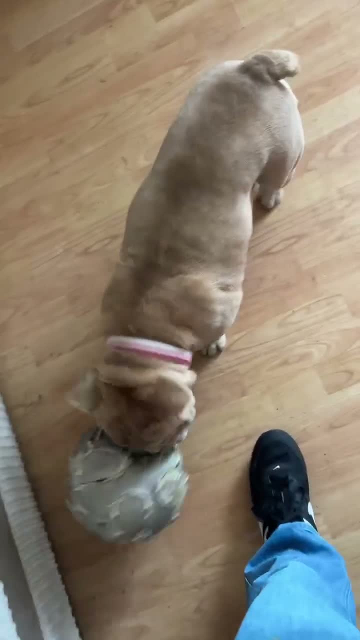 English Bulldog dogs for sale: Mabel in Runcorn - Video 1