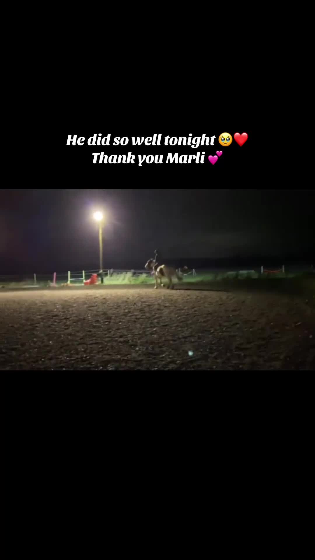 Irish Cob horses for sale: Stunning Piebald Cob Gelding 15hh/ recently backed - Video 1