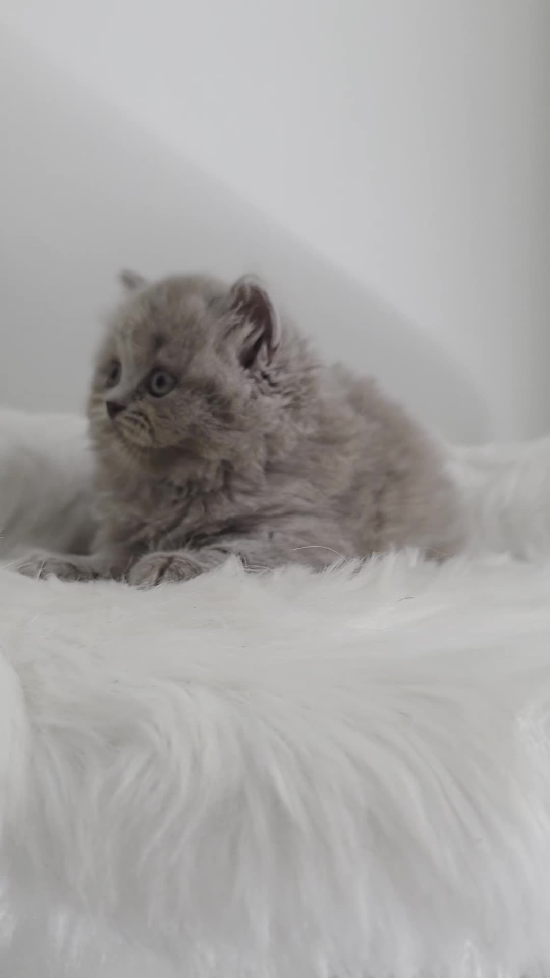 British Shorthair cats for sale: Champion 🏆 lilac female British Longhair  - Video 2