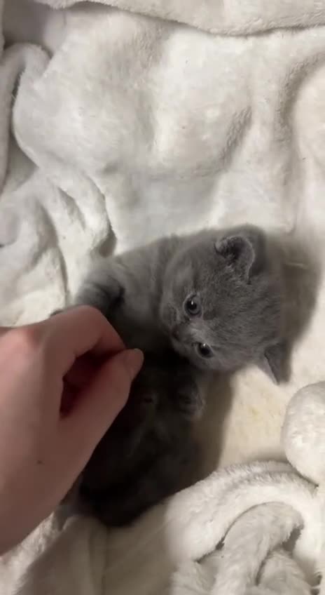 British Shorthair cats for sale: British Shorthair Kittens (Blue) - Video 2