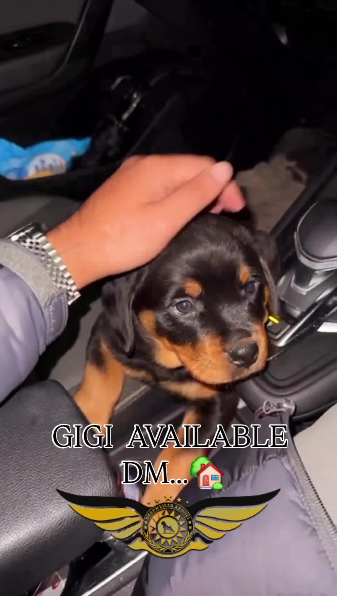 Rottweiler dogs for sale: BEAUTIFUL ROTTWEILER PUPPIES FULL KC SHOW QUALITY  - Video 4