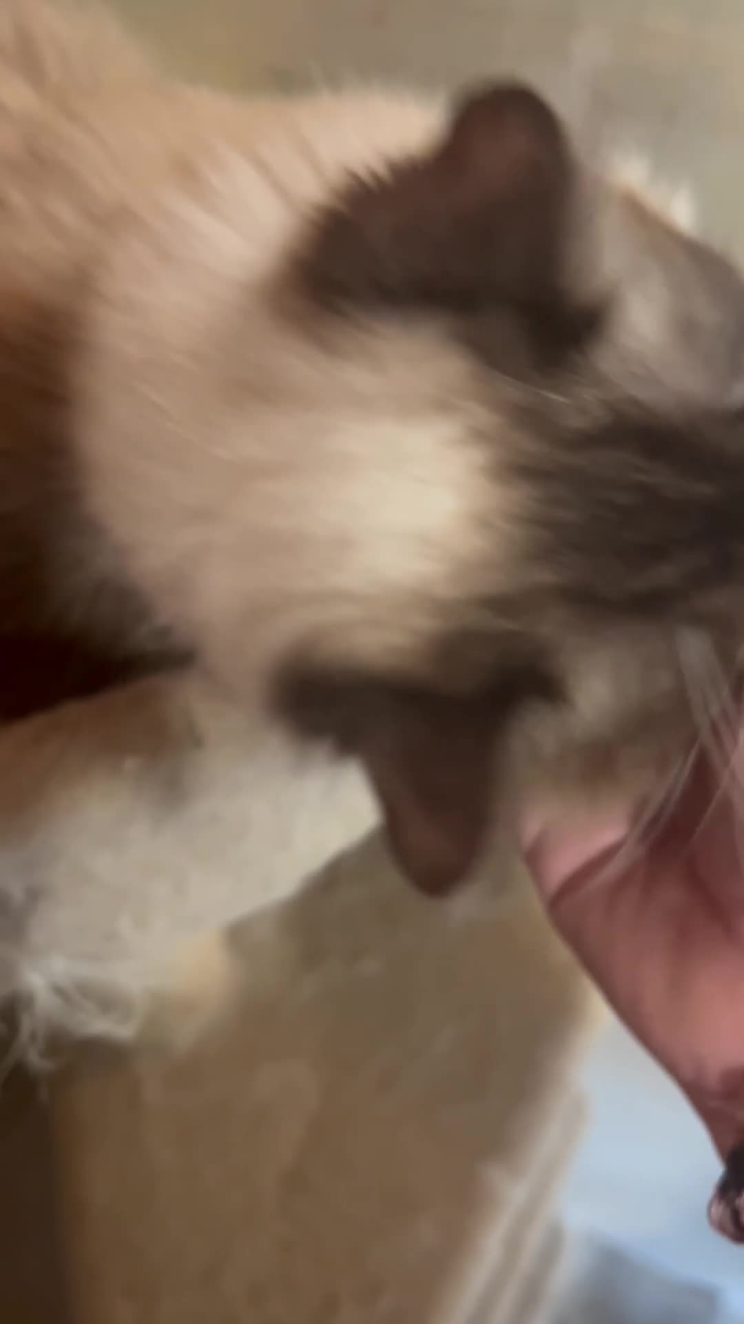 Ragdoll cats for sale: Adult female ragdoll  - Video 1