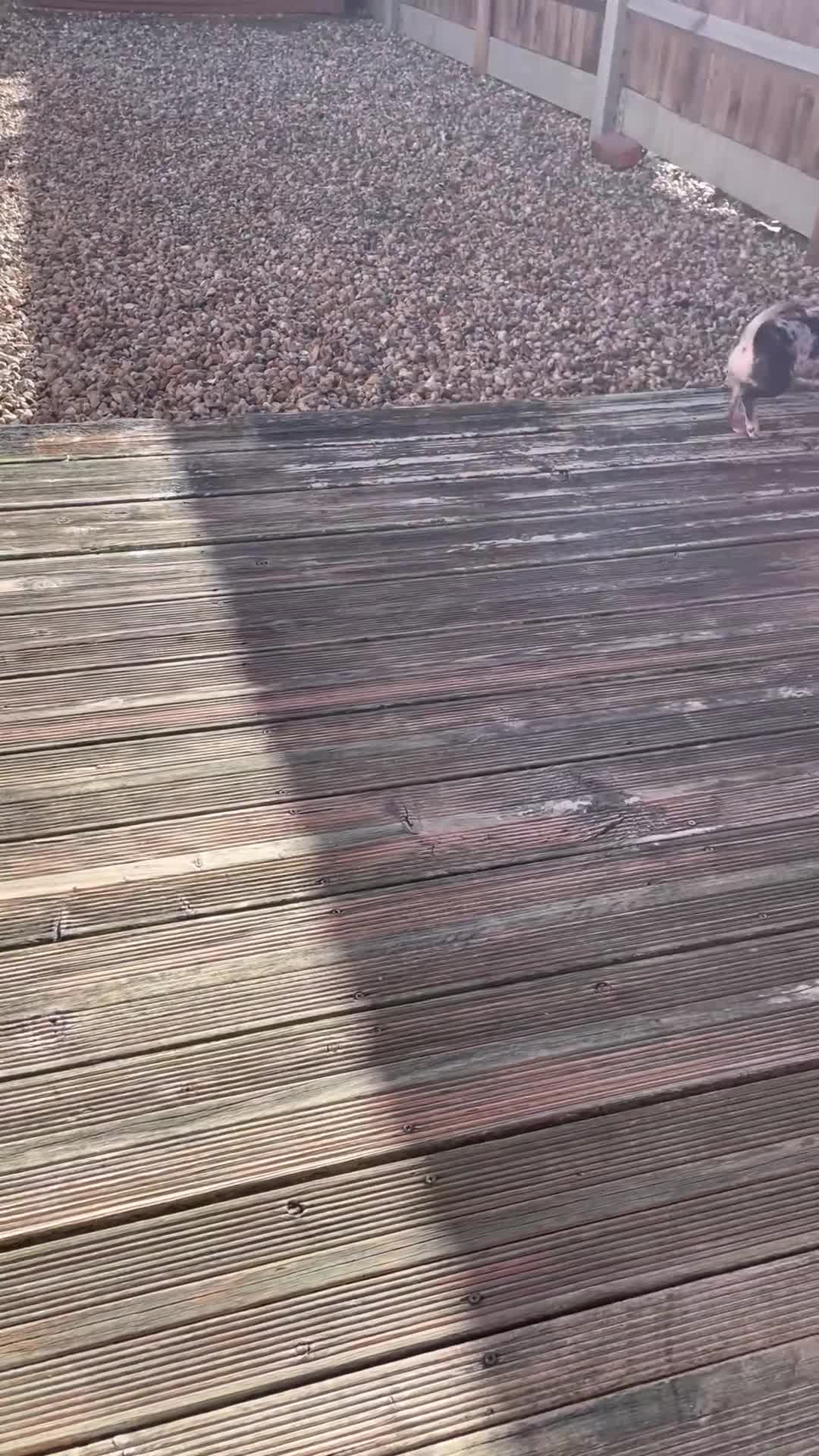 Chihuahua dogs for sale: Stunning Last Merle Boy - Video 3