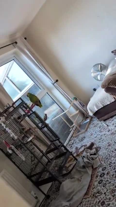 Parrots birds for sale: Blue fronted Amazon parrot - Video 3