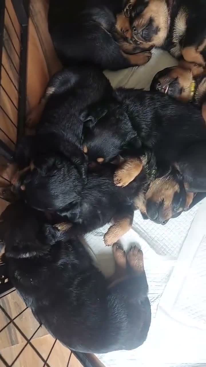 Rottweiler dogs for stud: Roman for stud  - Video 2