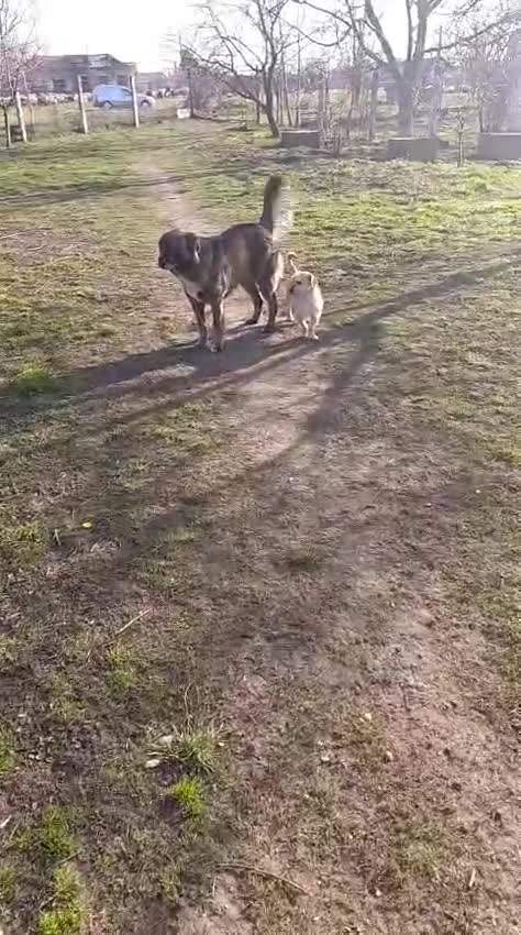 Mixed Breed dogs for adoption: 🐾TOBY, the Tiny Survivor with the Biggest Heart💛 - Video 3