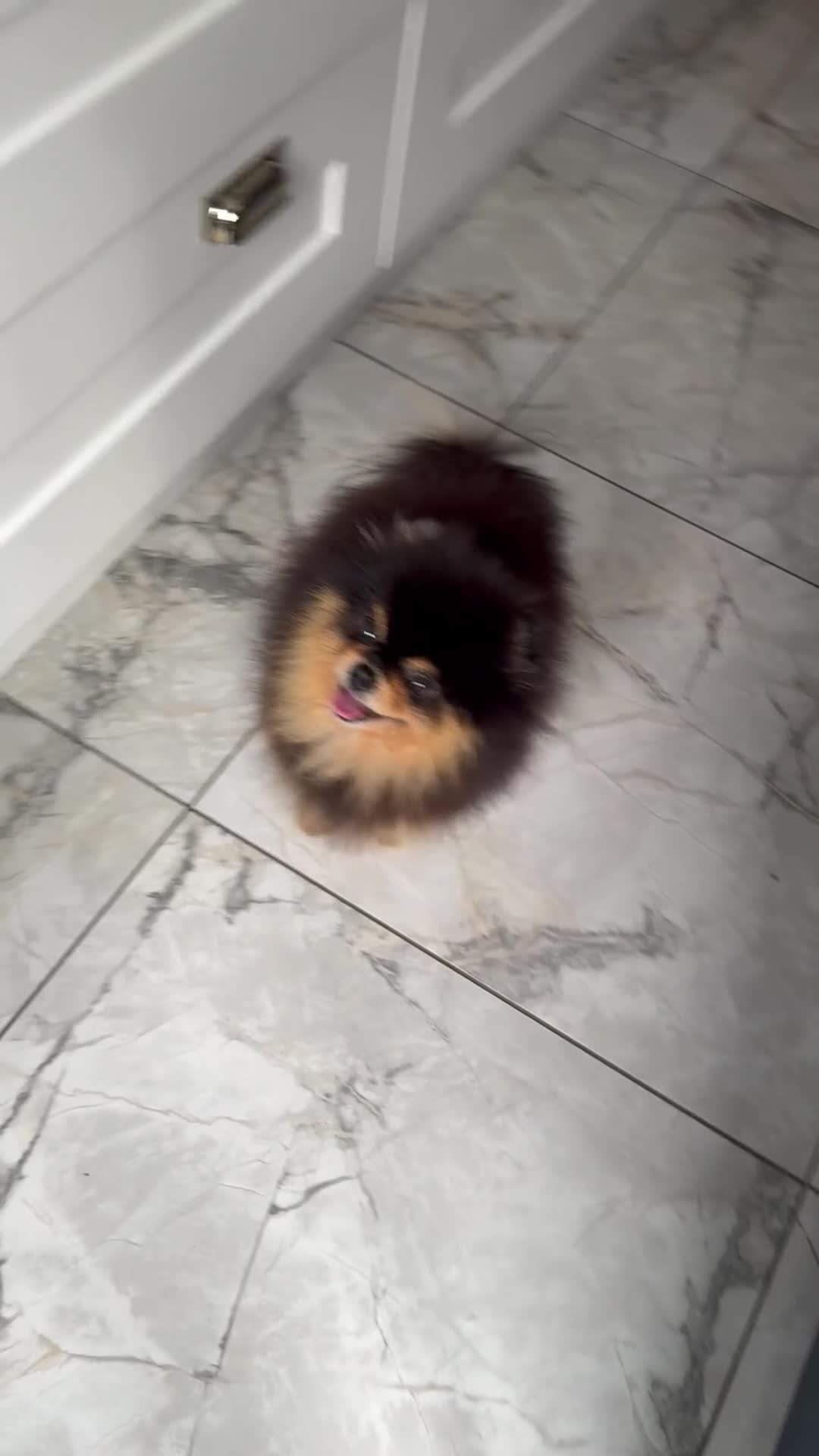 Pomeranian dogs for stud:  ** MALL  BLACK TAN BOY UNREAL KC REG in Pontefract - Video 2