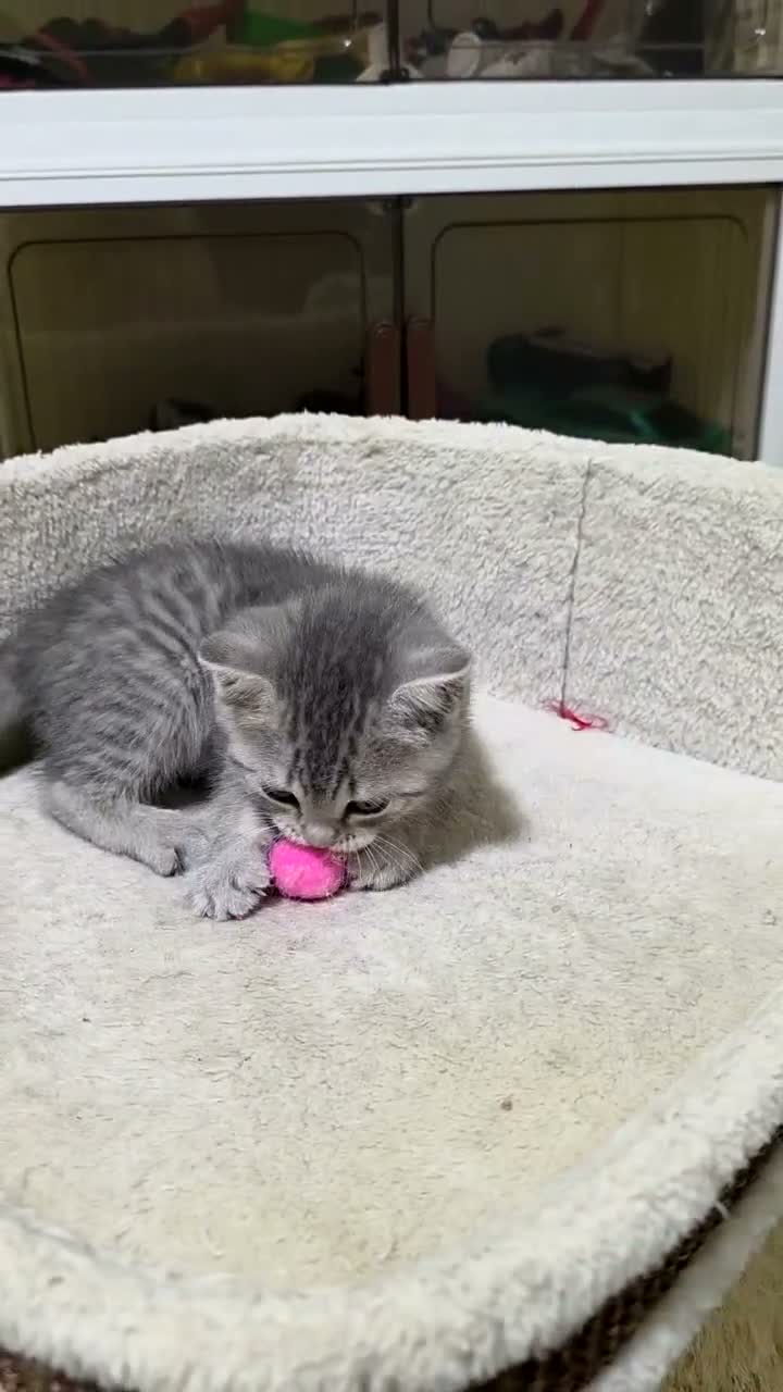 British Shorthair cats for sale: Lovely British shorthair kittens 😸  - Video 3