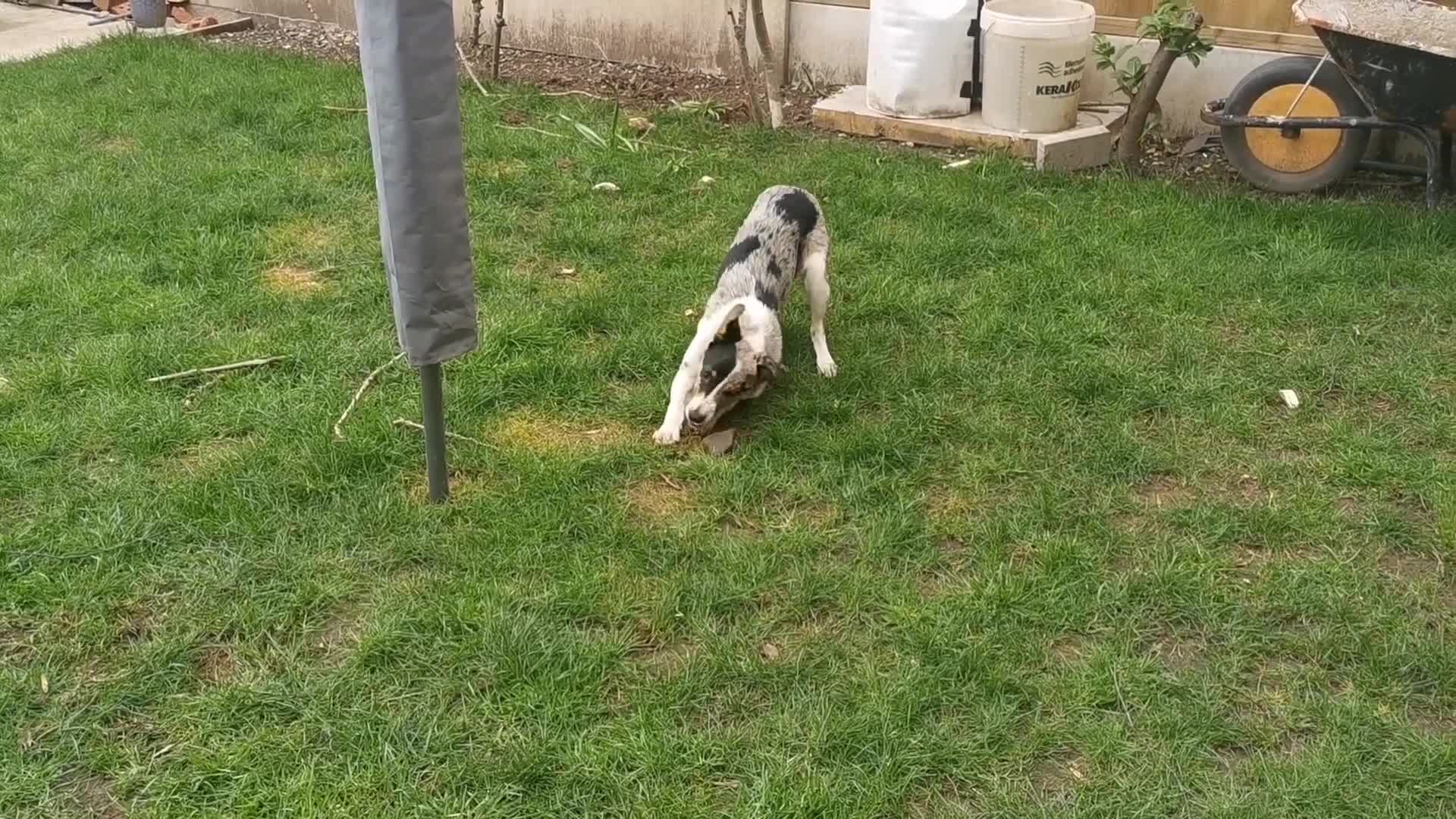 Border Collie dogs for sale: Border Collie looking for a new caring home - Video 1
