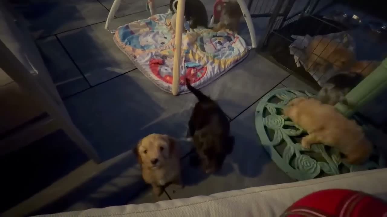 Cockapoo dogs for sale: 2 gorgeous girls - miniature cockapoos  - Video 1