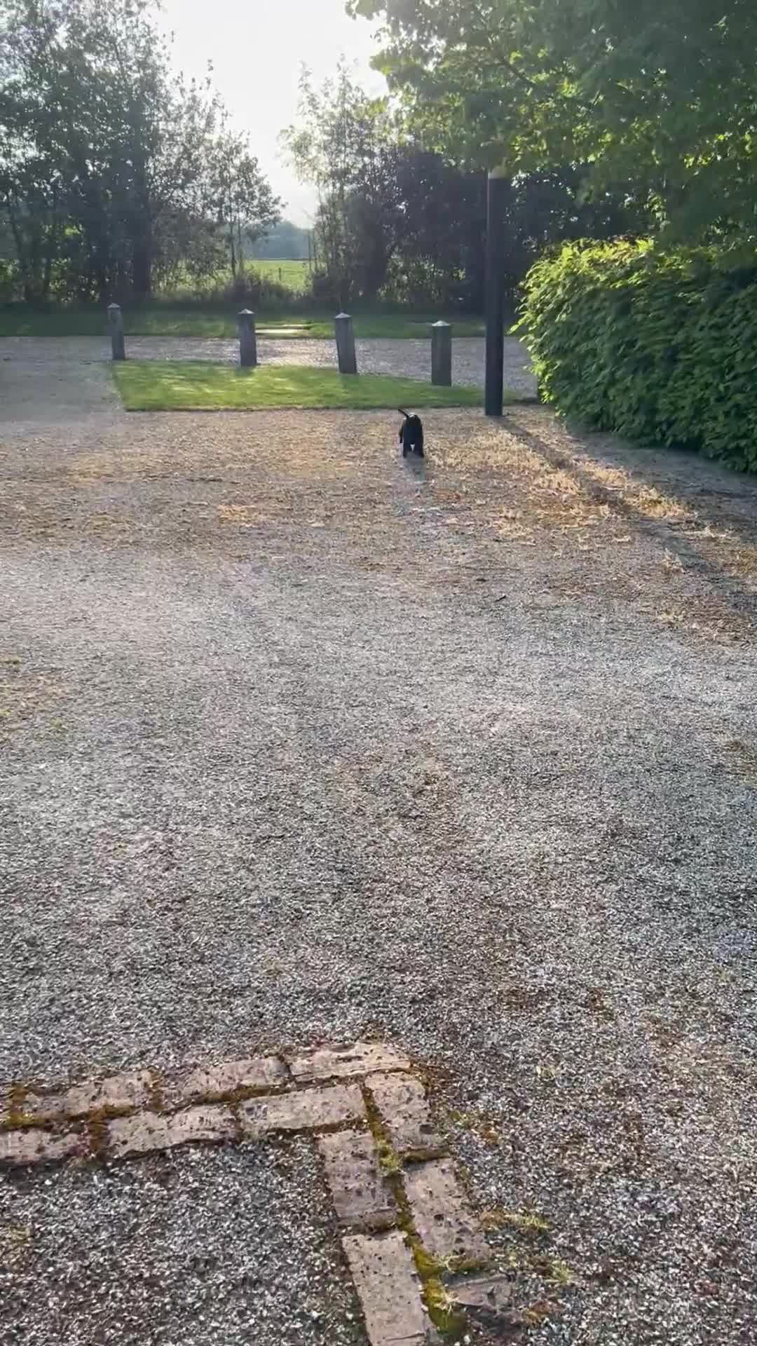 Cocker Spaniel dogs for sale: 5 month old Working Cocker Spaniel  - Video 1