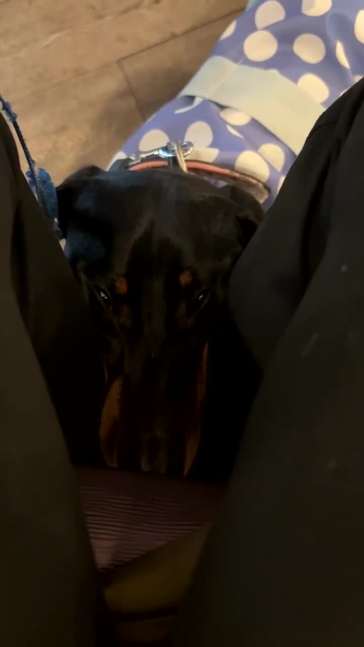 Dachshund dogs for sale: Nearly 3year old KC registered dachshund  in Bridgend - Video 1