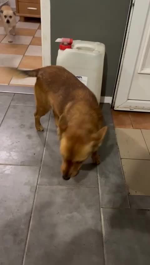 Mixed Breed dogs for adoption: Sweet Poppy Looking For LOVE - Video 1