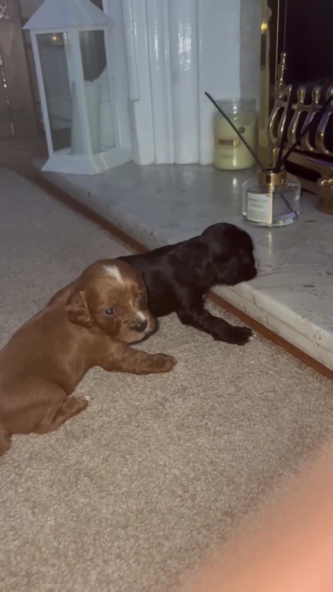 Cavapoo dogs for sale: Beautiful cavapoo puppies  - Video 1