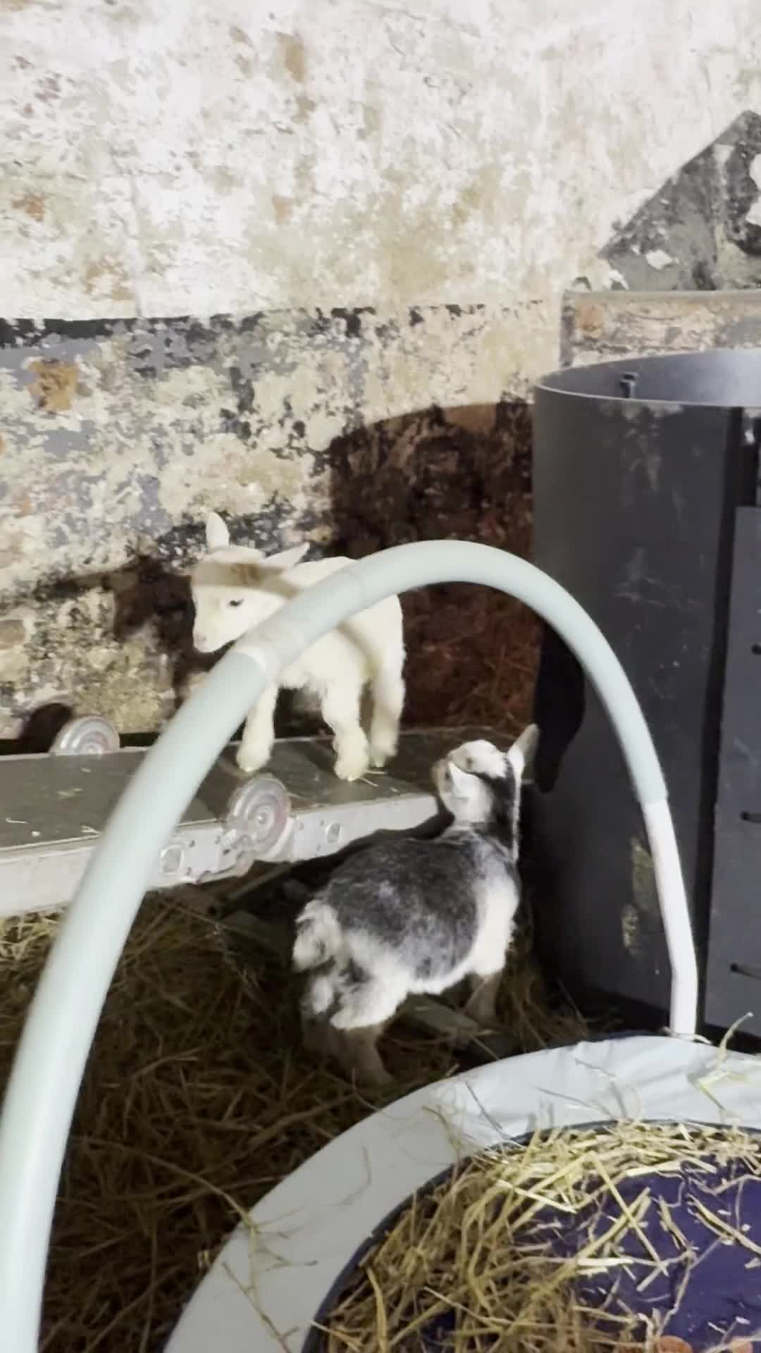 Goats livestock for sale: Very Friendly Pygmy Goat Wethers - Video 3