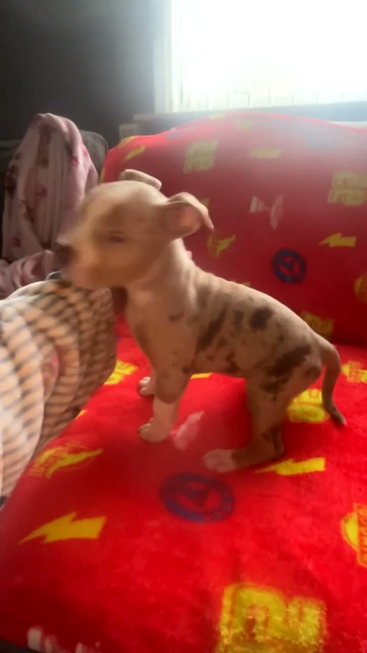 American Bully dogs for sale: All girls only  in Stockport - Video 3