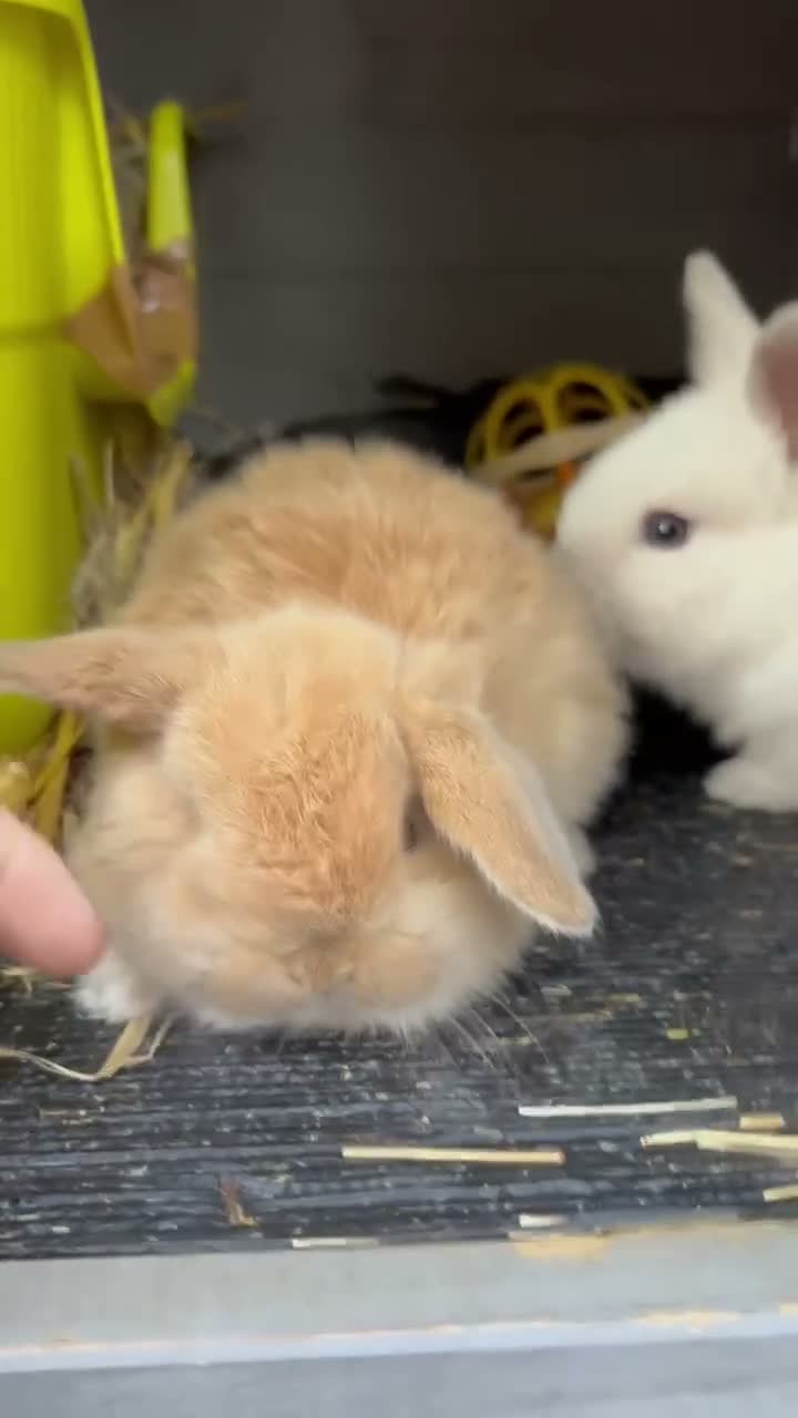 Mini Lop rabbits for sale: Perfect Mini Lop Baby Bunnies - Ready to leave  - Video 1