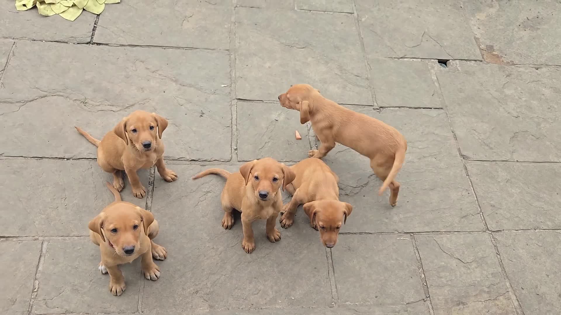 Labrador Retriever dogs for sale: Last Beautiful Fox Red KC Reg Lab Pups READY NOW - Video 1
