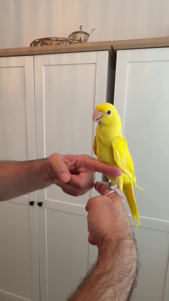Ringnecks birds for sale: Hand Reared Cockatoo Galah, Ringnecks & Quakers  - Video 2