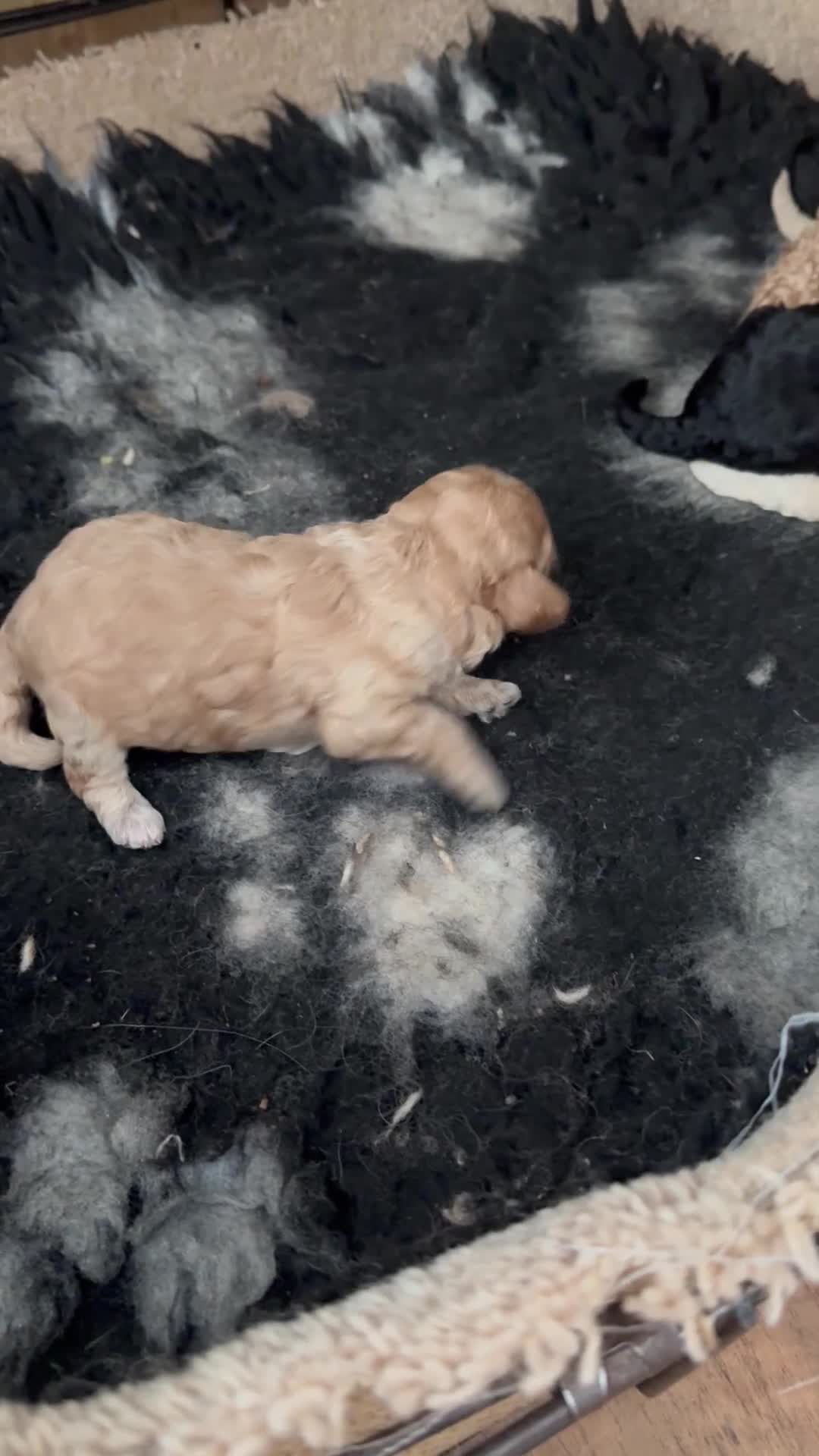 Toy Poodle dogs for sale: Toy Poodles  - Video 2