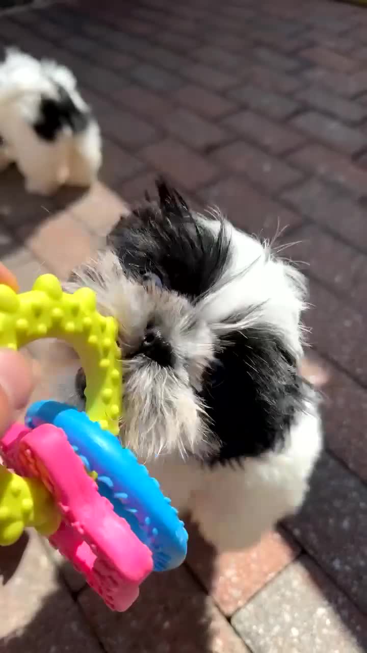 Shih Tzu dogs for sale: Black and white girl shitzu in Blackpool - Video 2