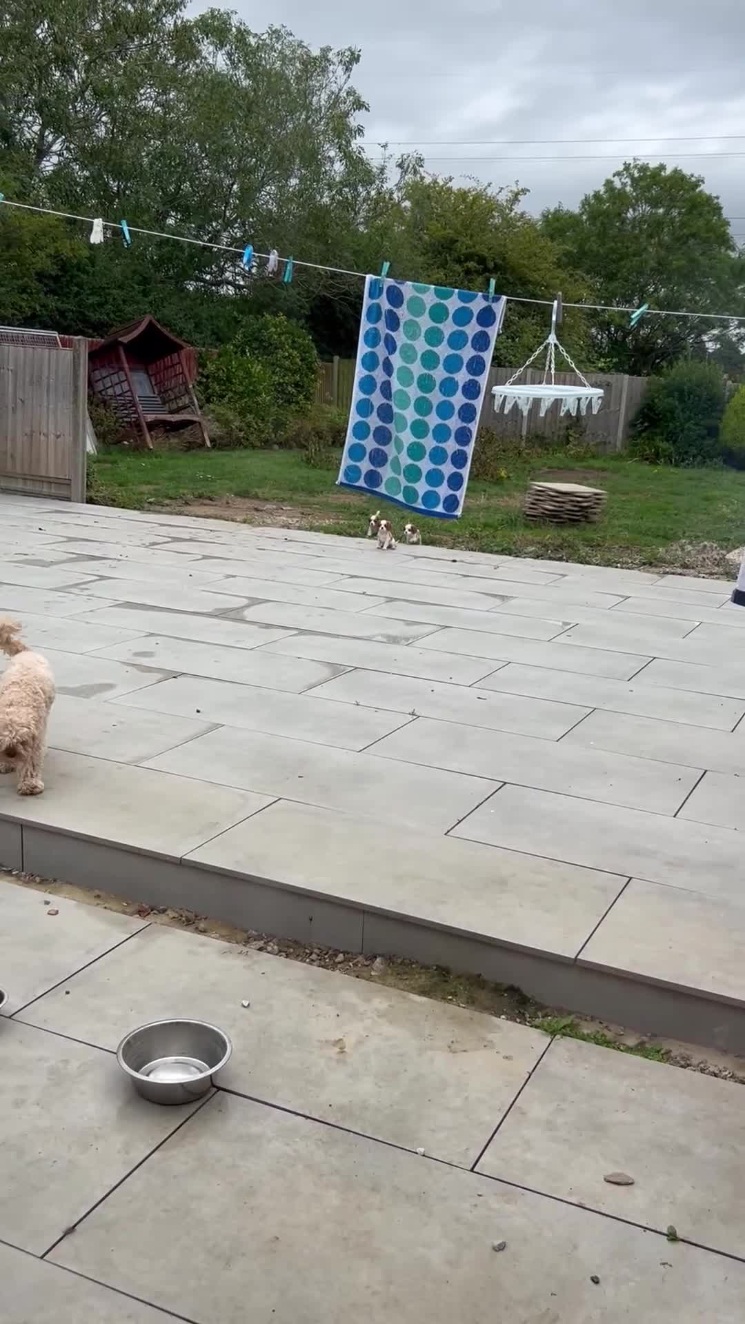 Cavalier King Charles Spaniel dogs for sale: Blenheim cavalier King Charles puppies - Video 1