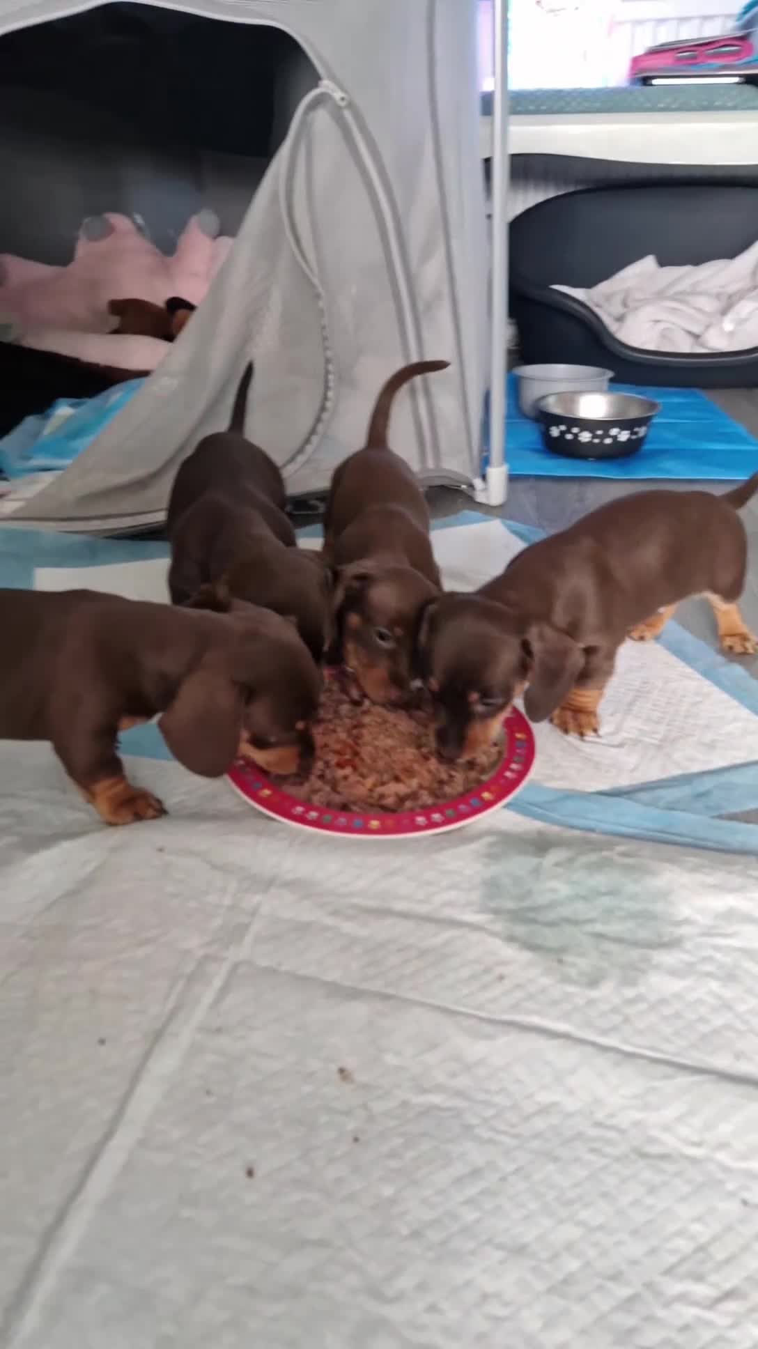 Dachshund dogs for sale: Dachshund Puppies!  - Video 1