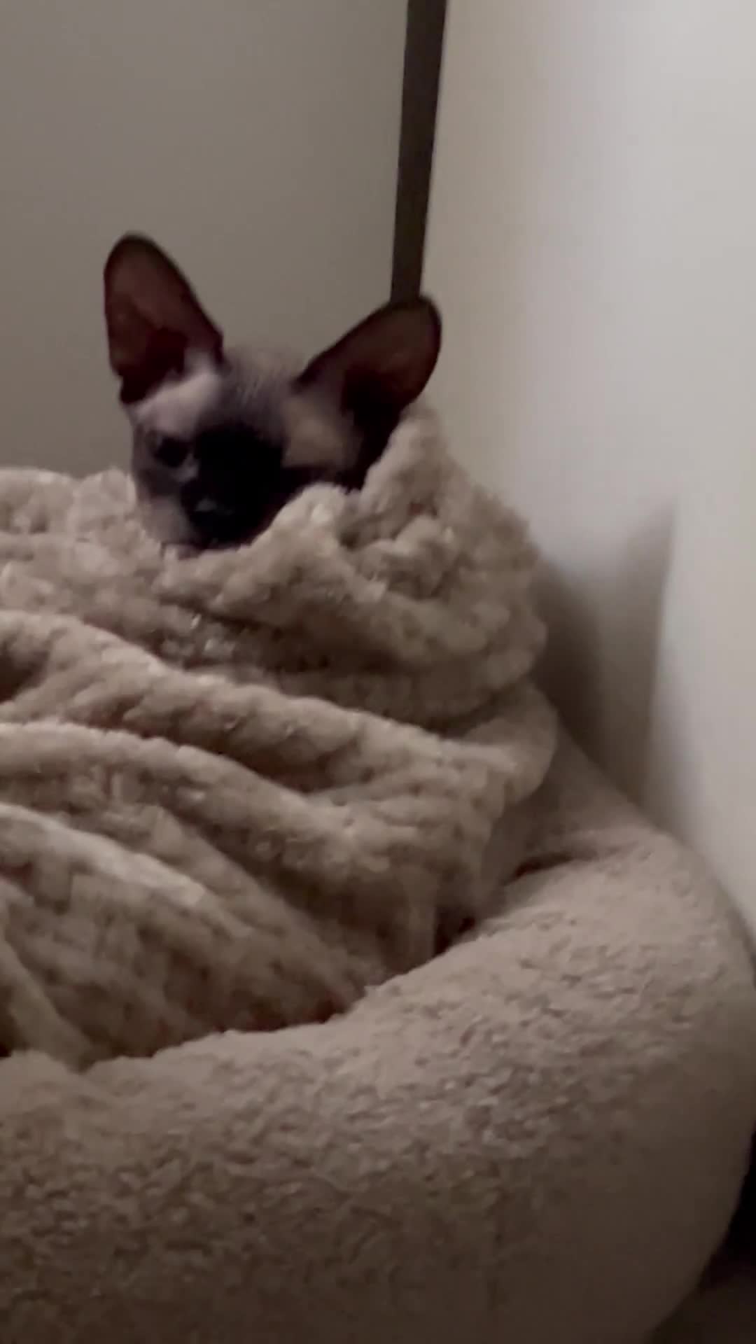 Sphynx cats for sale: Looking to rehome mushroom  in Dewsbury - Video 1