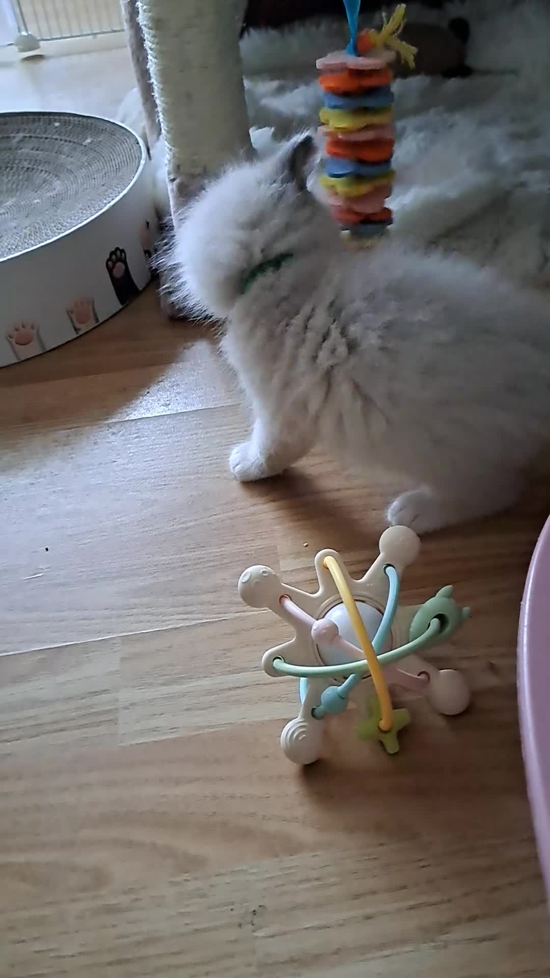 Ragdoll cats for sale: Agilamour kittens GCCF registered  - Video 2