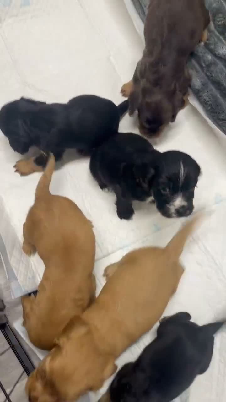 Cocker Spaniel dogs for sale: Cocker spaniels puppy’s  in Rotherham - Video 1