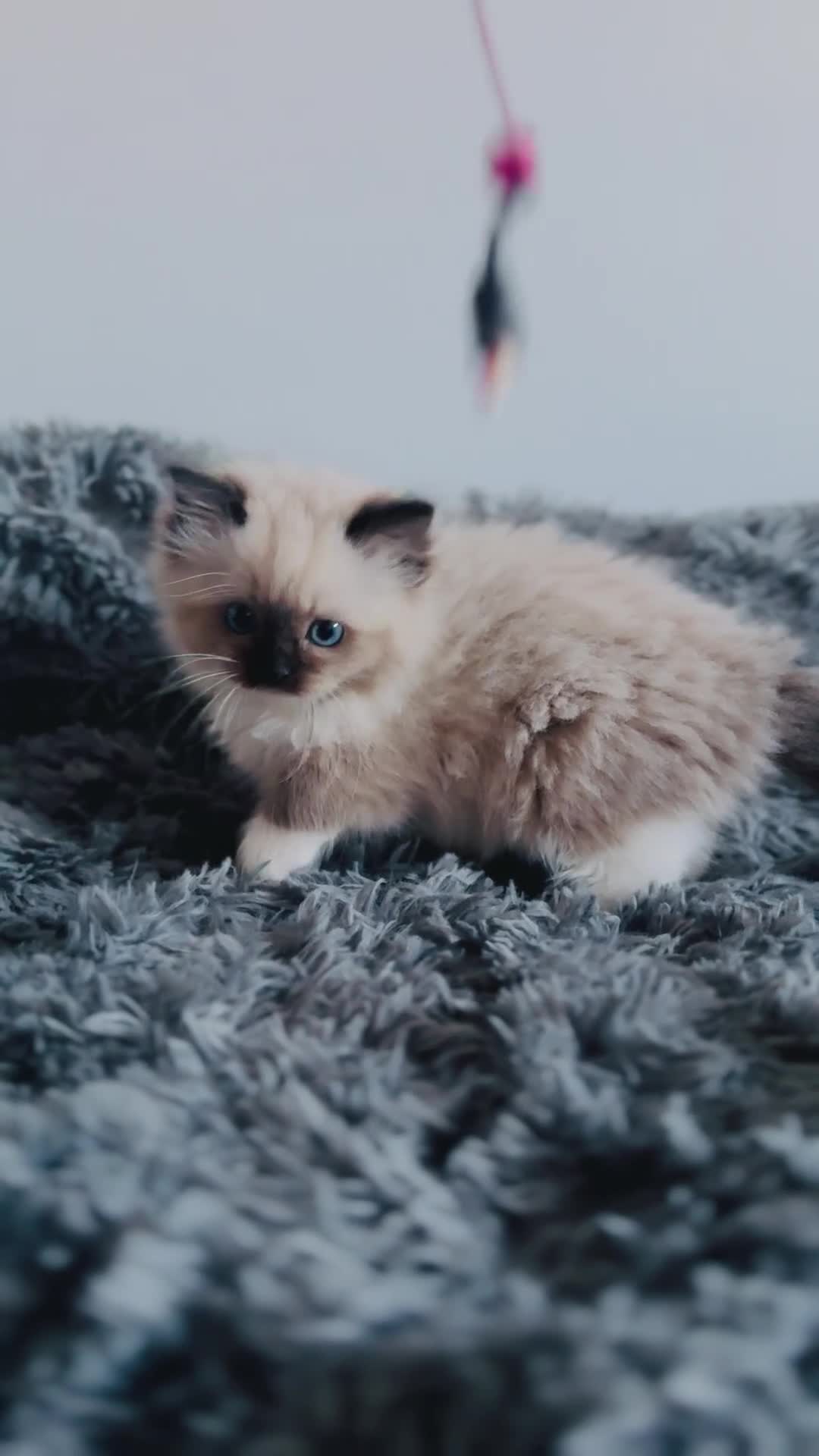 Ragdoll cats for sale: 🩷🐾Tica full Pedigree🐾EU Ragdoll 🐱🐾DNA Clear - Video 1