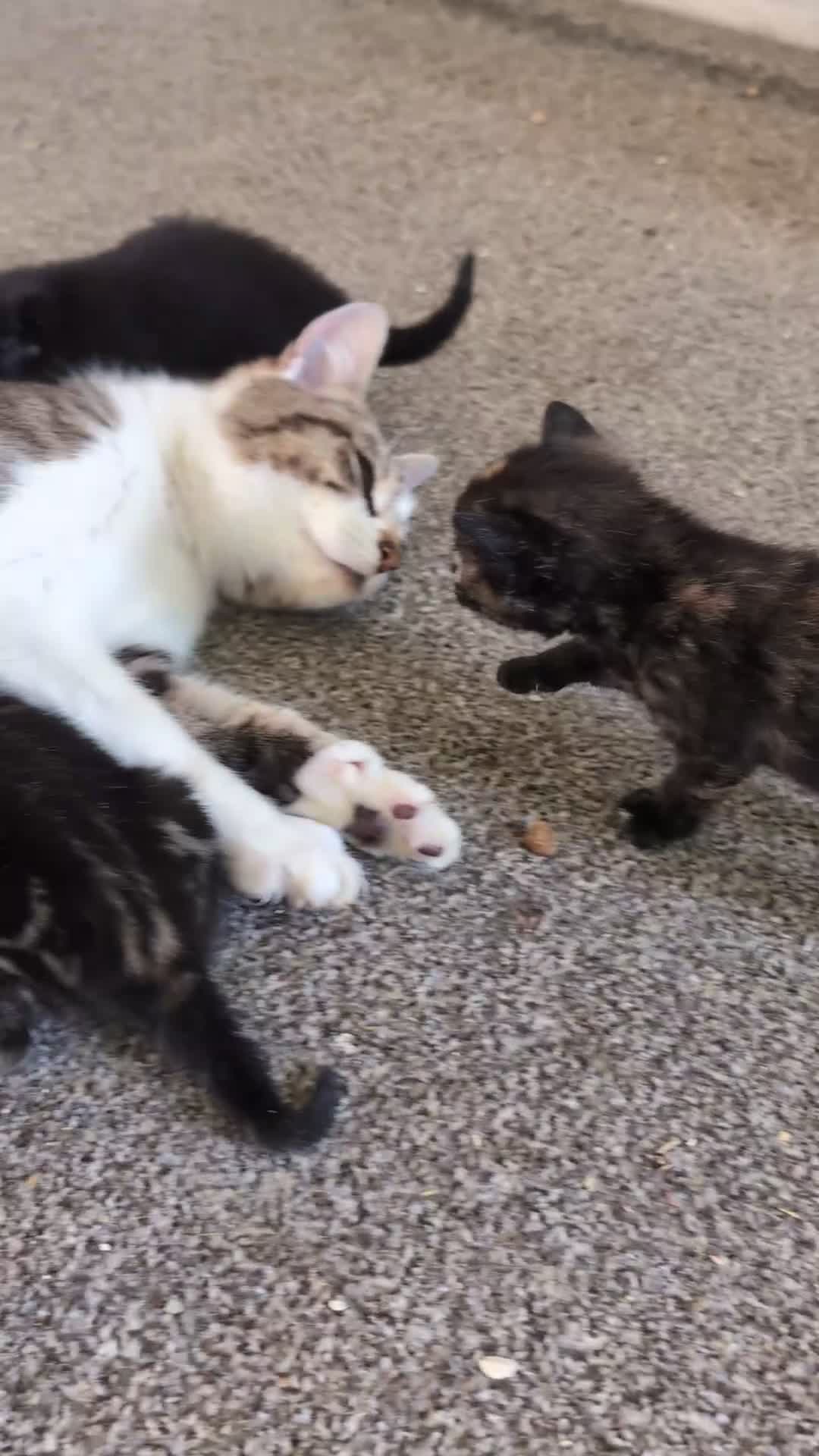 Mixed Breed cats for sale: 7 Adorable Tabby, Black, and Tortishell Kittens. - Video 1