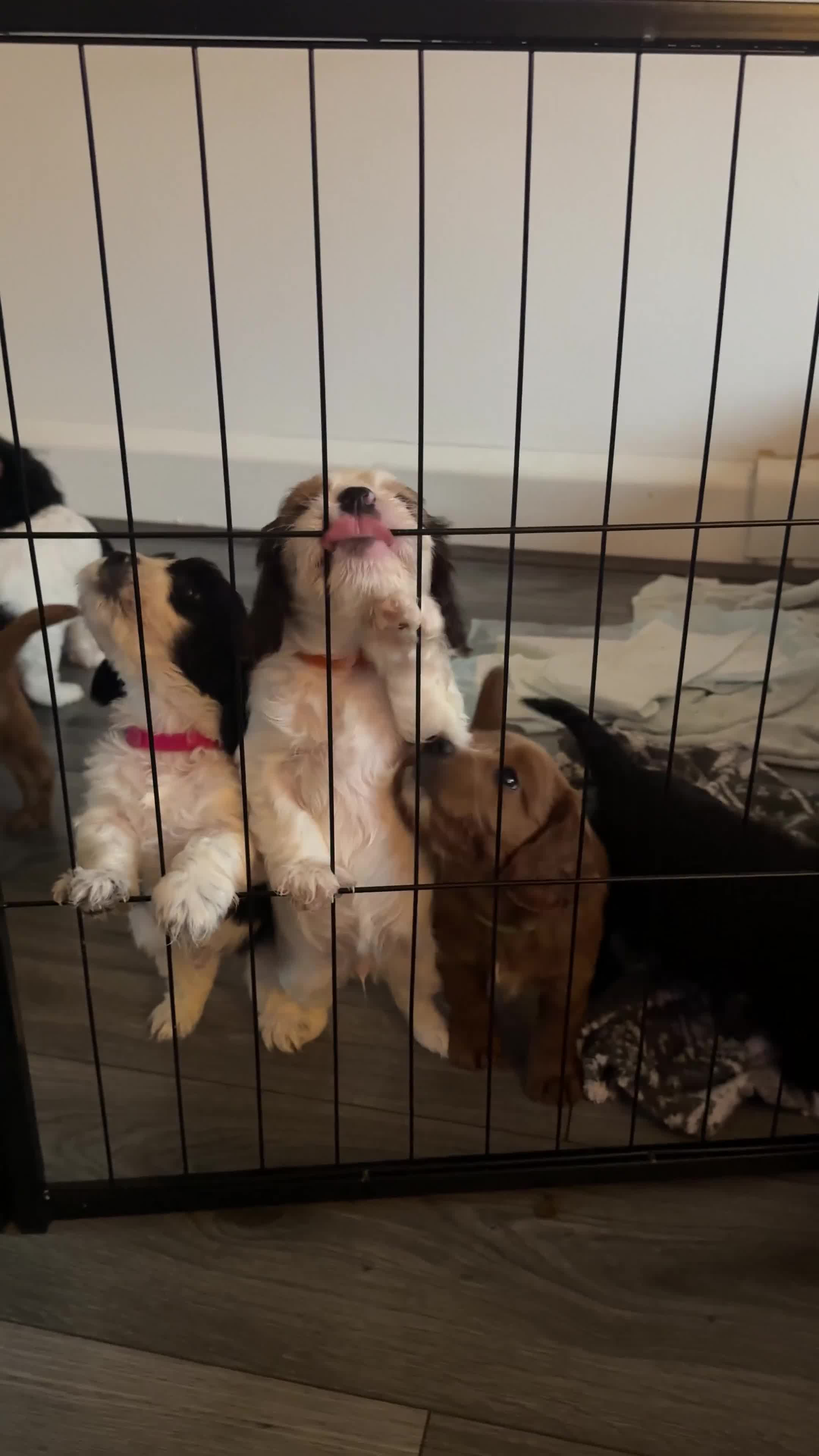 Mixed Breed dogs for sale: Gorgeous TRI COLOUR PUPPY LEFT. All others sold - Video 1