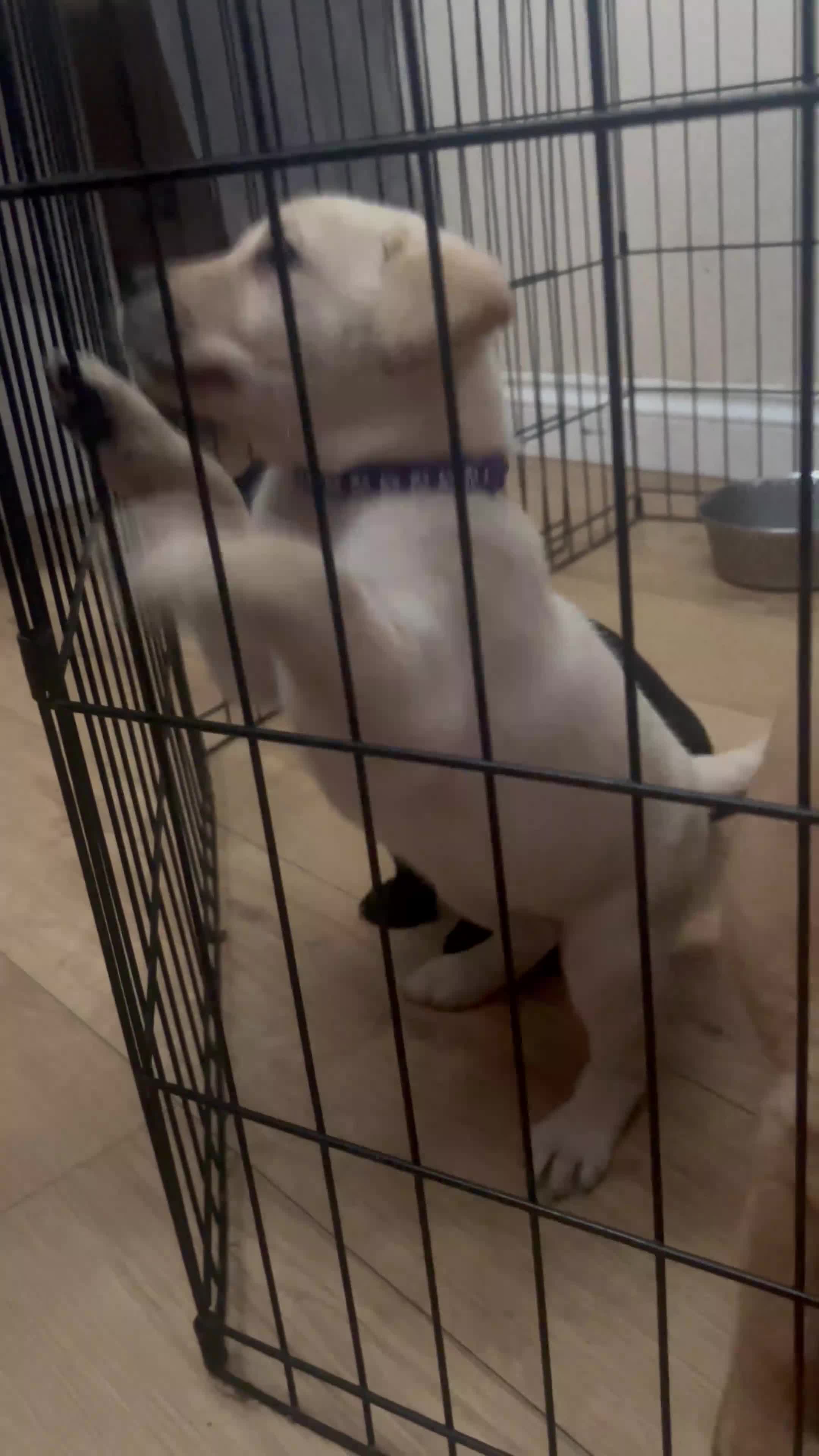 Labrador Retriever dogs for sale: 8 Labrador puppies for sale 🤍 - Video 2