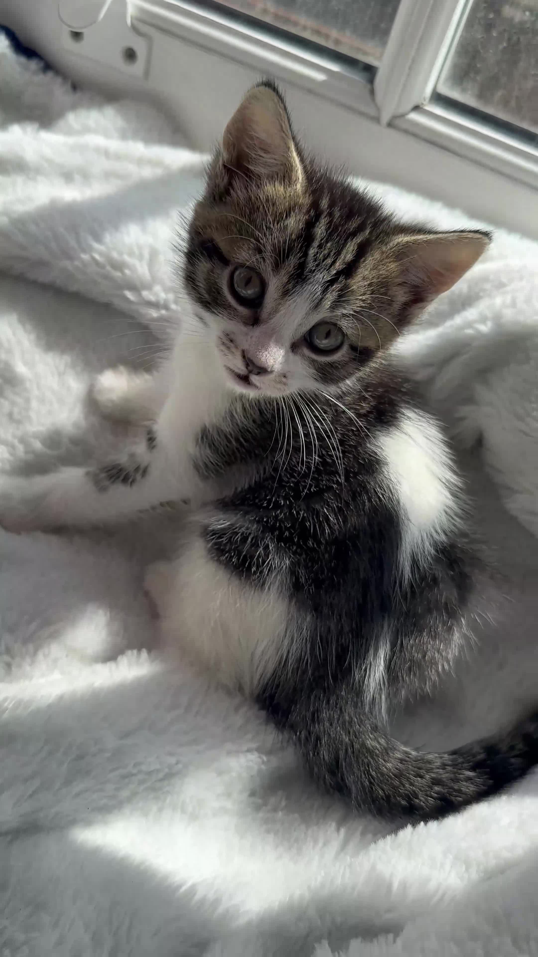 Domestic Shorthair cats for sale: Cute playful kittens ready for loving homes in London - Video 3
