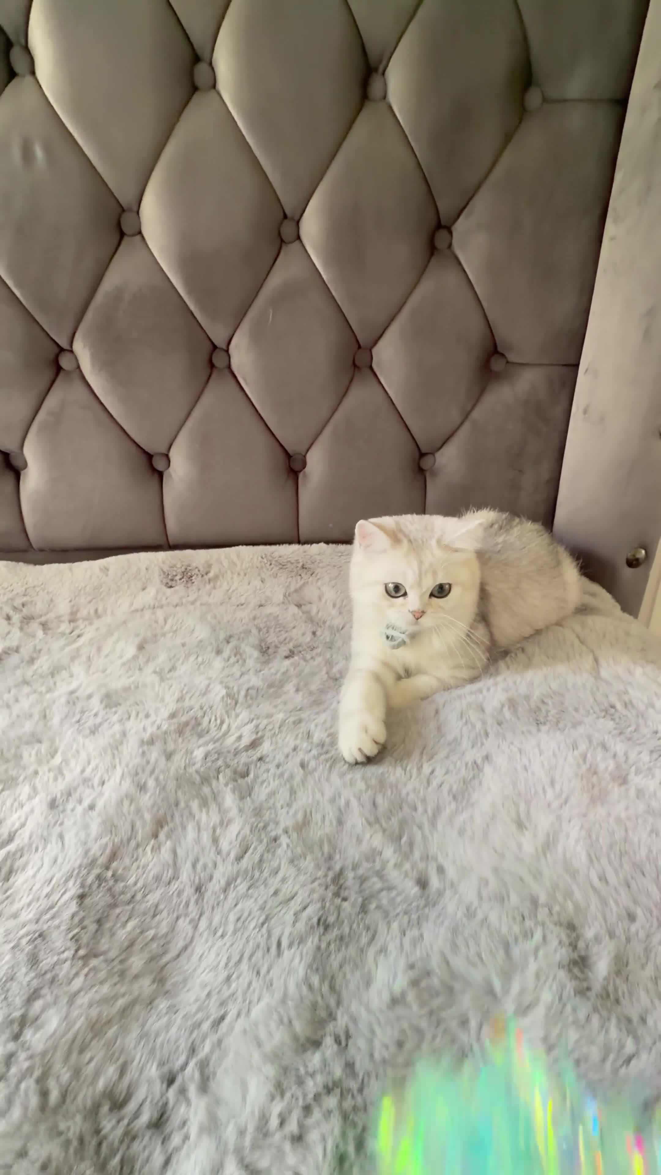 Scottish Fold cats for sale: Beautiful Chinchilla Scottish fold & Straight 💞🐾 - Video 1